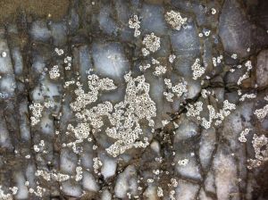 barnacles