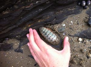 chiton