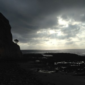 single solitary tree on rock ledge