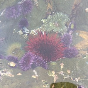 underwater urchins